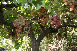 Israel grapes